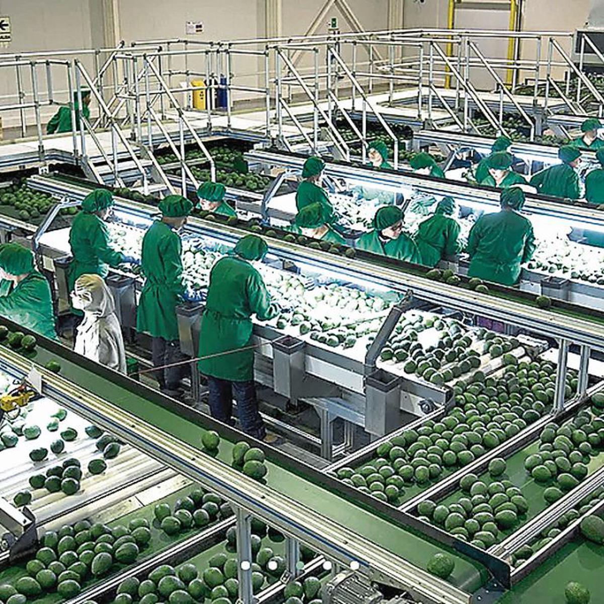 Agricola Cerro Prieto